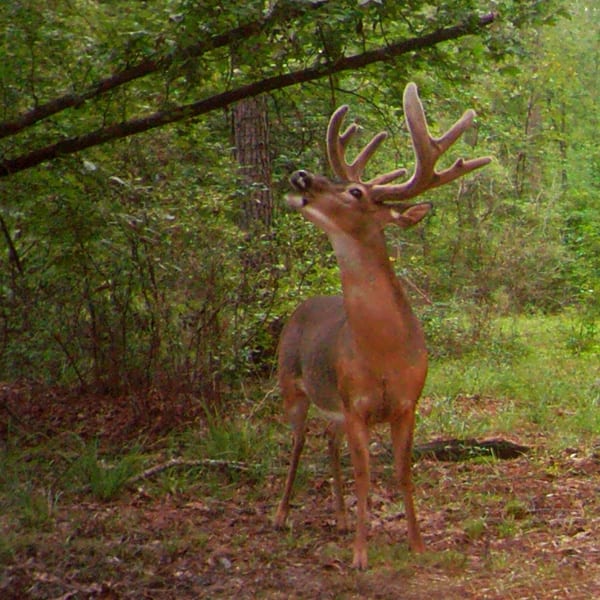 deer hunting