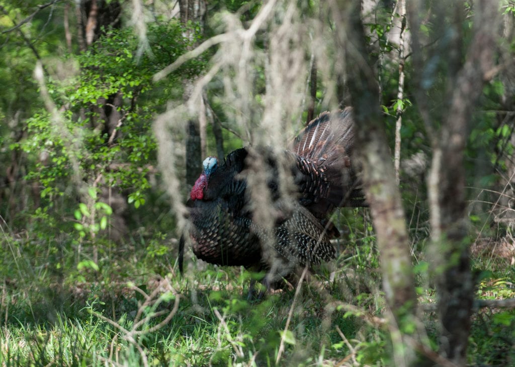 turkey hunting