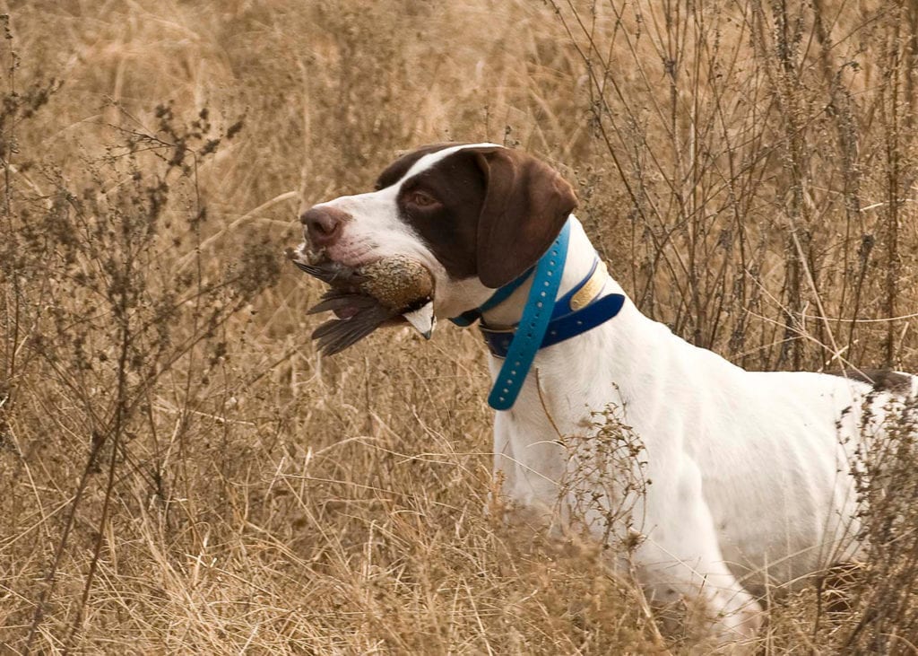 quail hunting