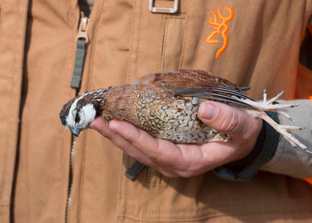quail hunting
