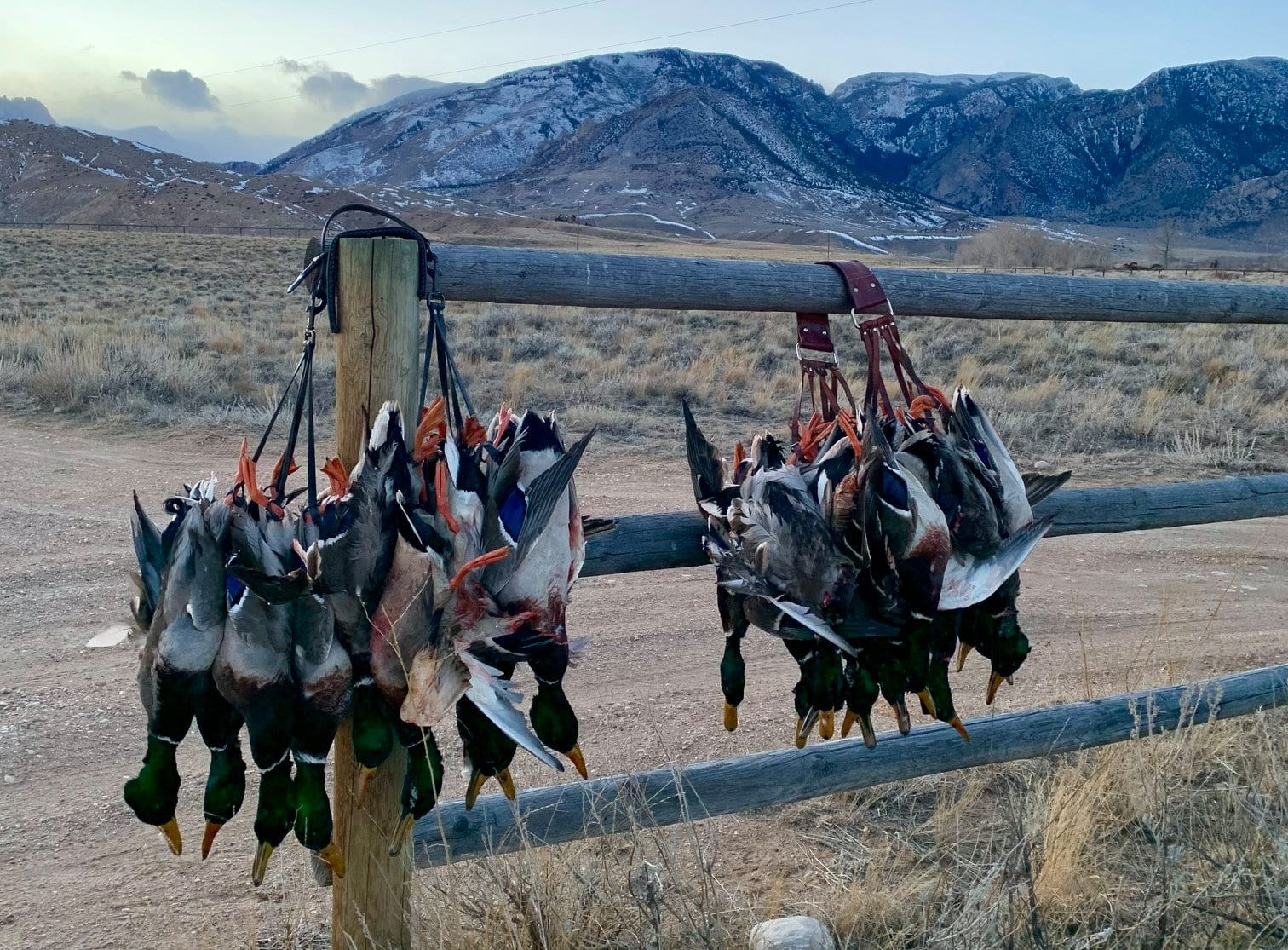 A bunch of ducks are hanging from a fence post