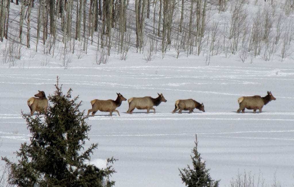 A herd of elk walks across a snow-covered field with trees in the background.