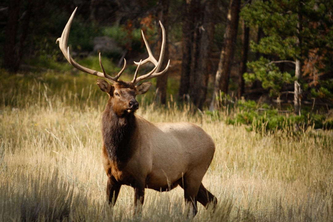 A bull elk stands in a grassy field with trees in the background.