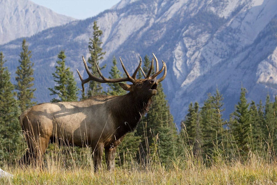 An elk bugles in a field with mountains and trees in the background.
