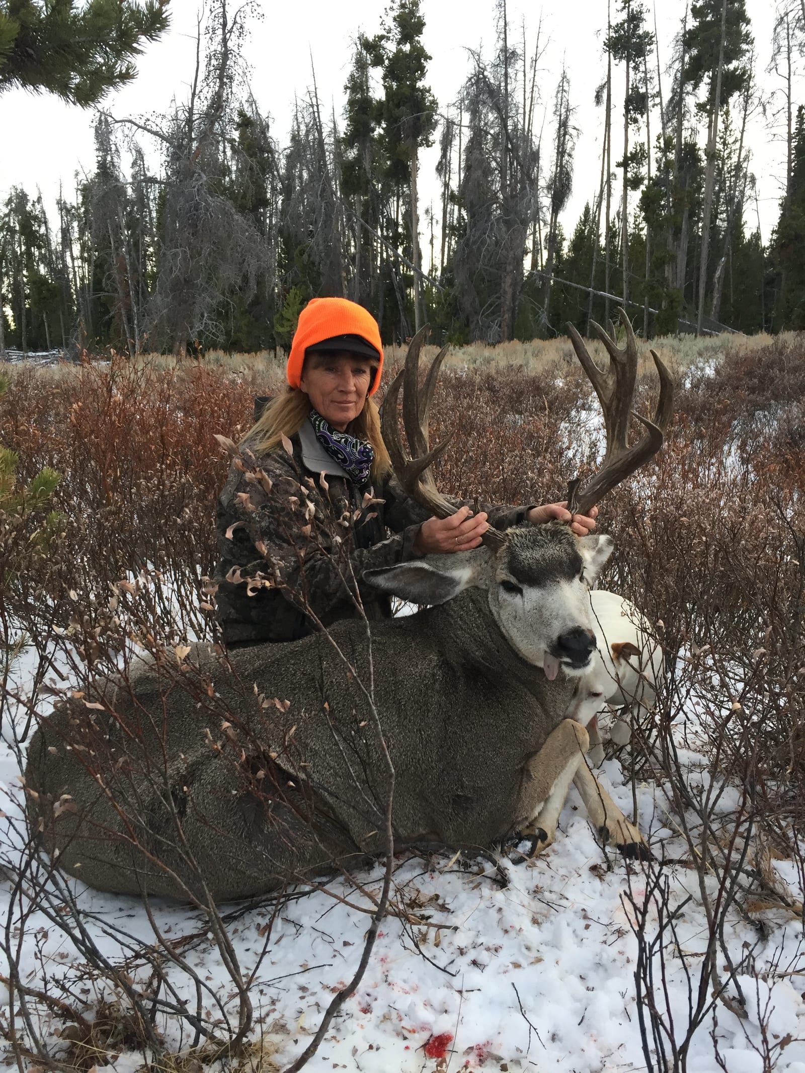 A hunter in an orange hat poses with a harvested mule deer in a snowy, brushy field.