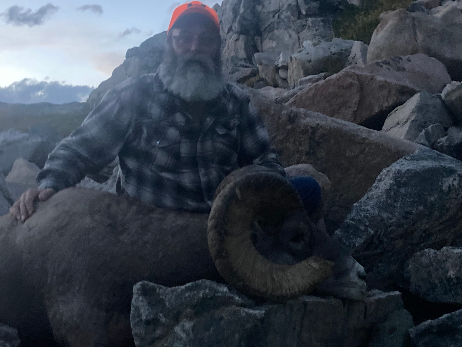A bearded man in an orange hat poses with a harvested bighorn sheep on a rocky mountain.