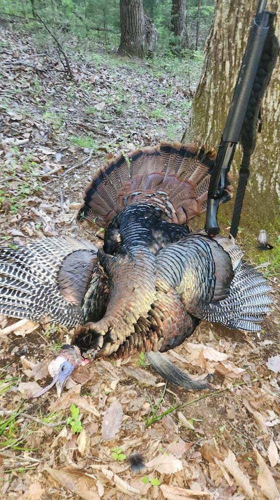 A harvested wild turkey lies on the ground next to a tree and a shotgun.