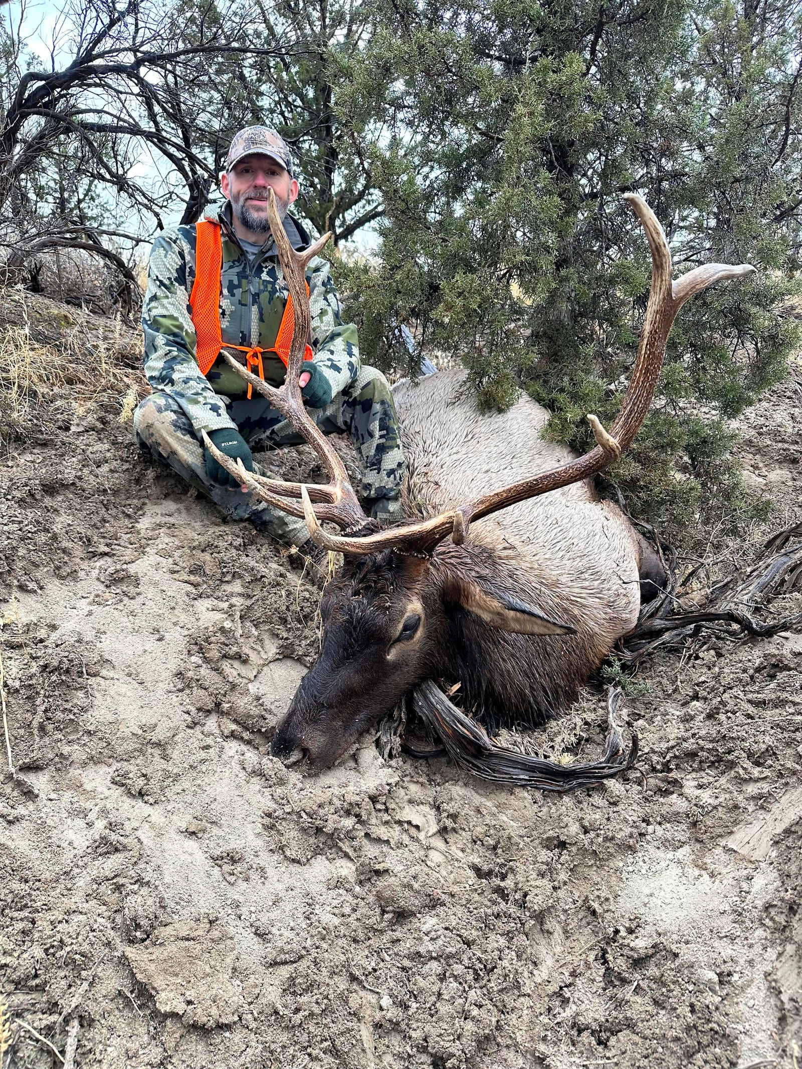 IMG_3463 elk.jpeg