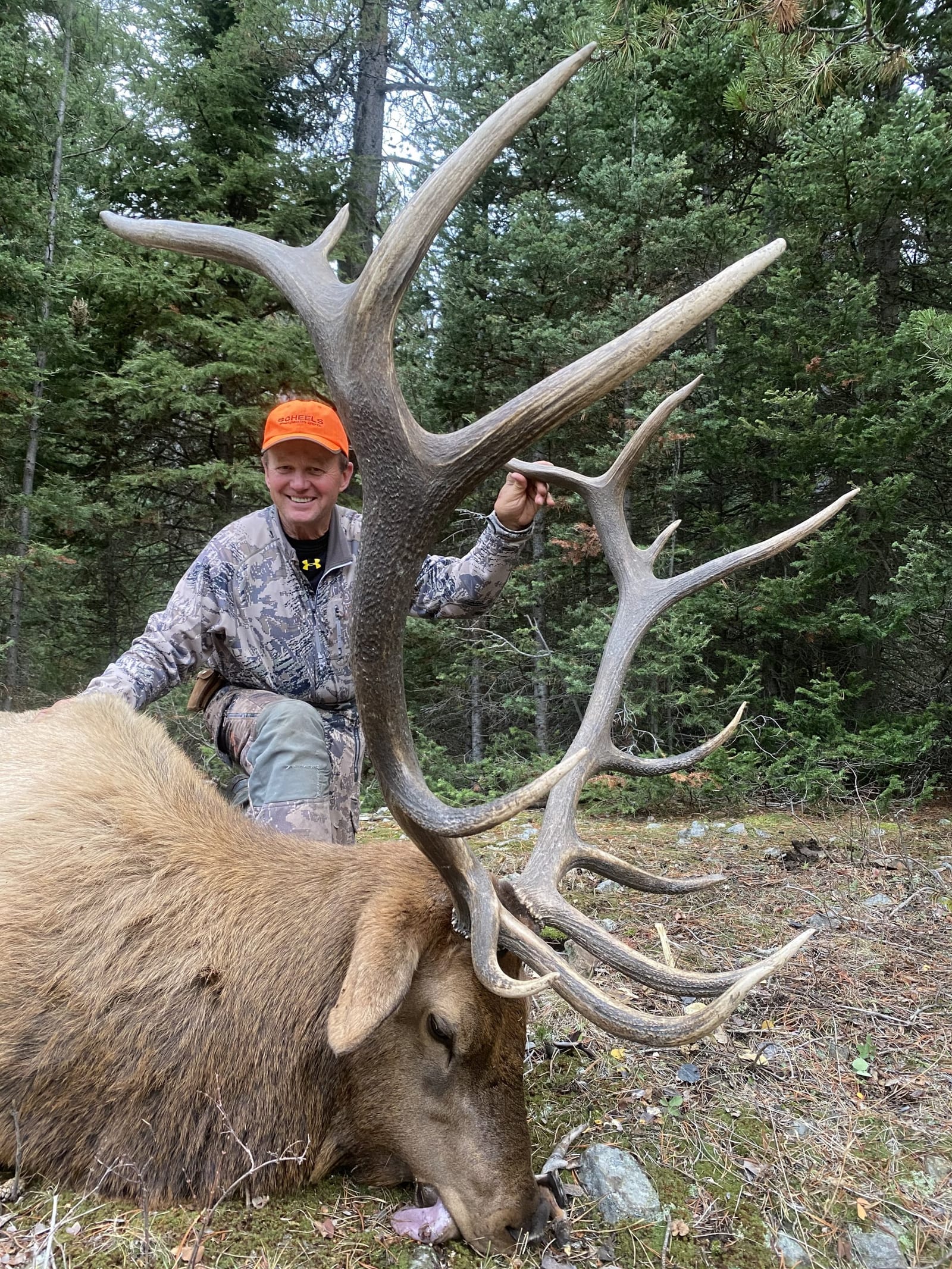 A hunter poses with a harvested elk in a forest.
