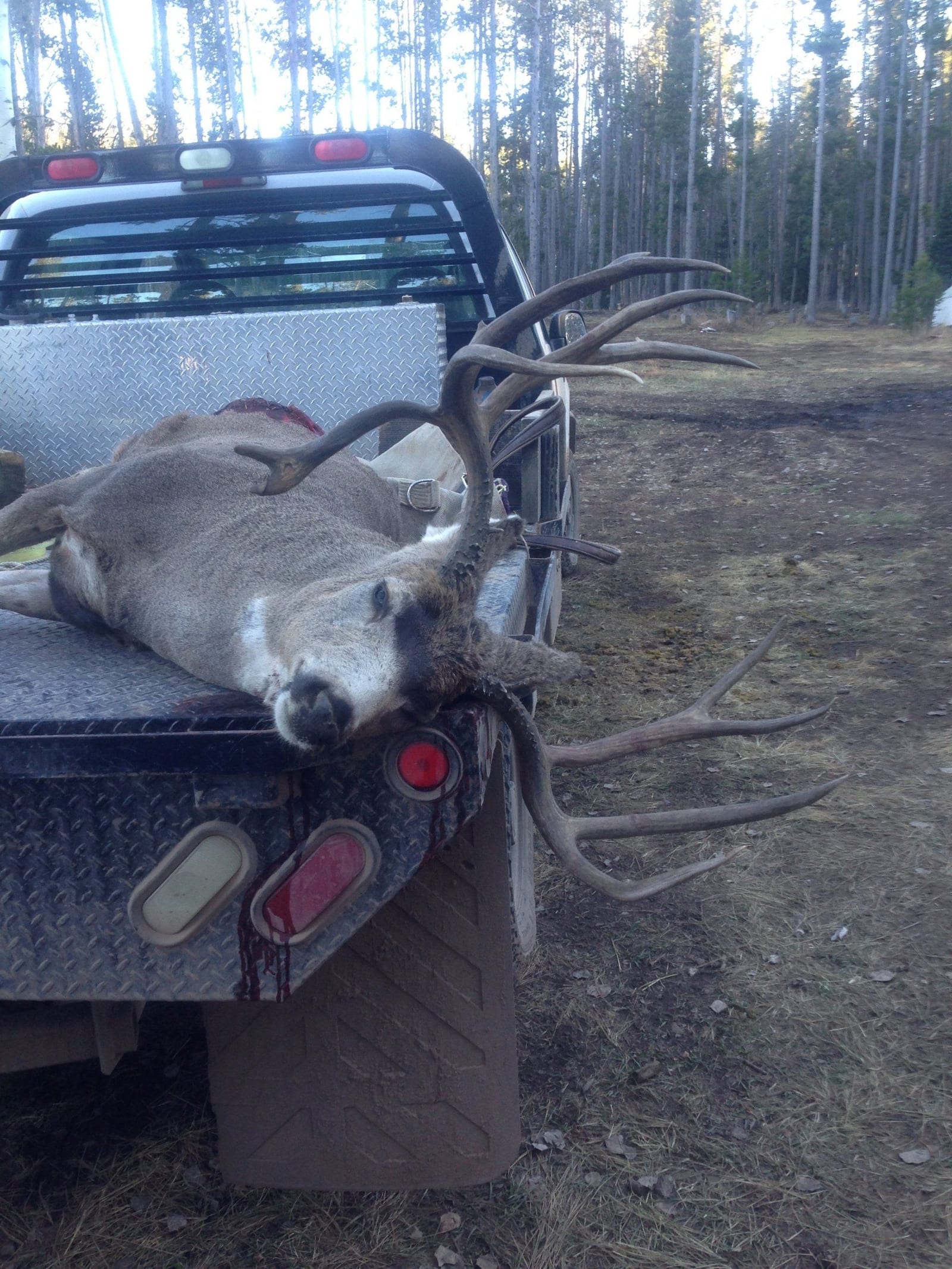 A harvested mule deer with large antlers lies in the back of a pickup truck.