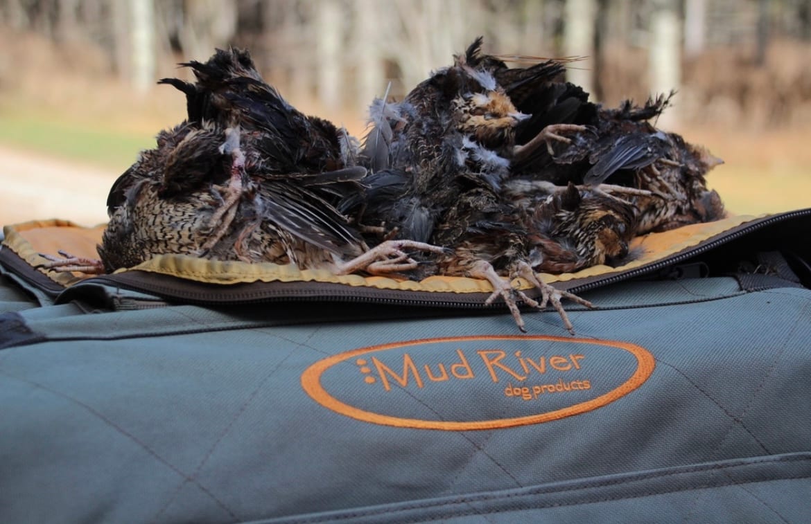 Several harvested quail are piled on a Mud River dog products bag.