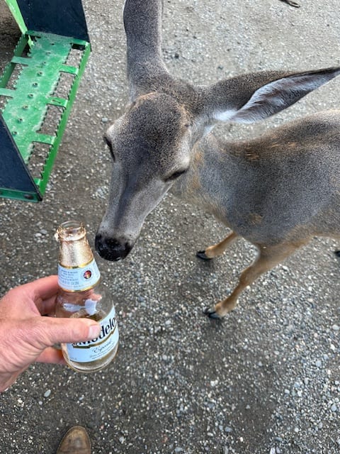 A person holds a beer bottle near a deer.