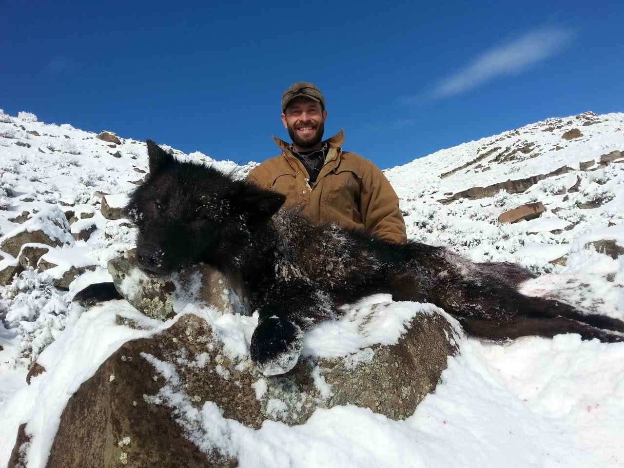 Guided mountain lion, elk, deer, and antelope hunts in Wyoming