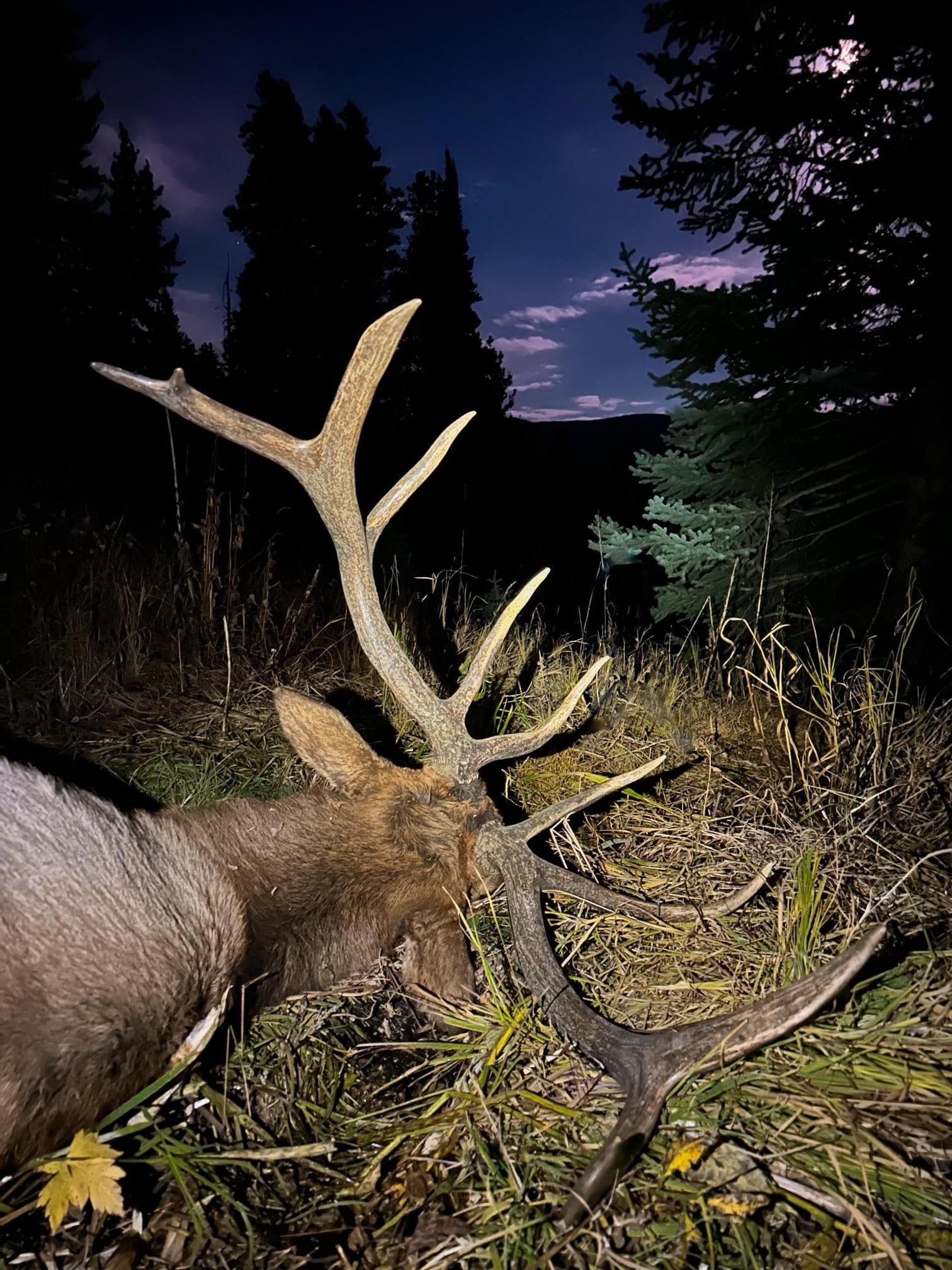 GMU 444, bull elk, Old Time Outfitting D&G Horses