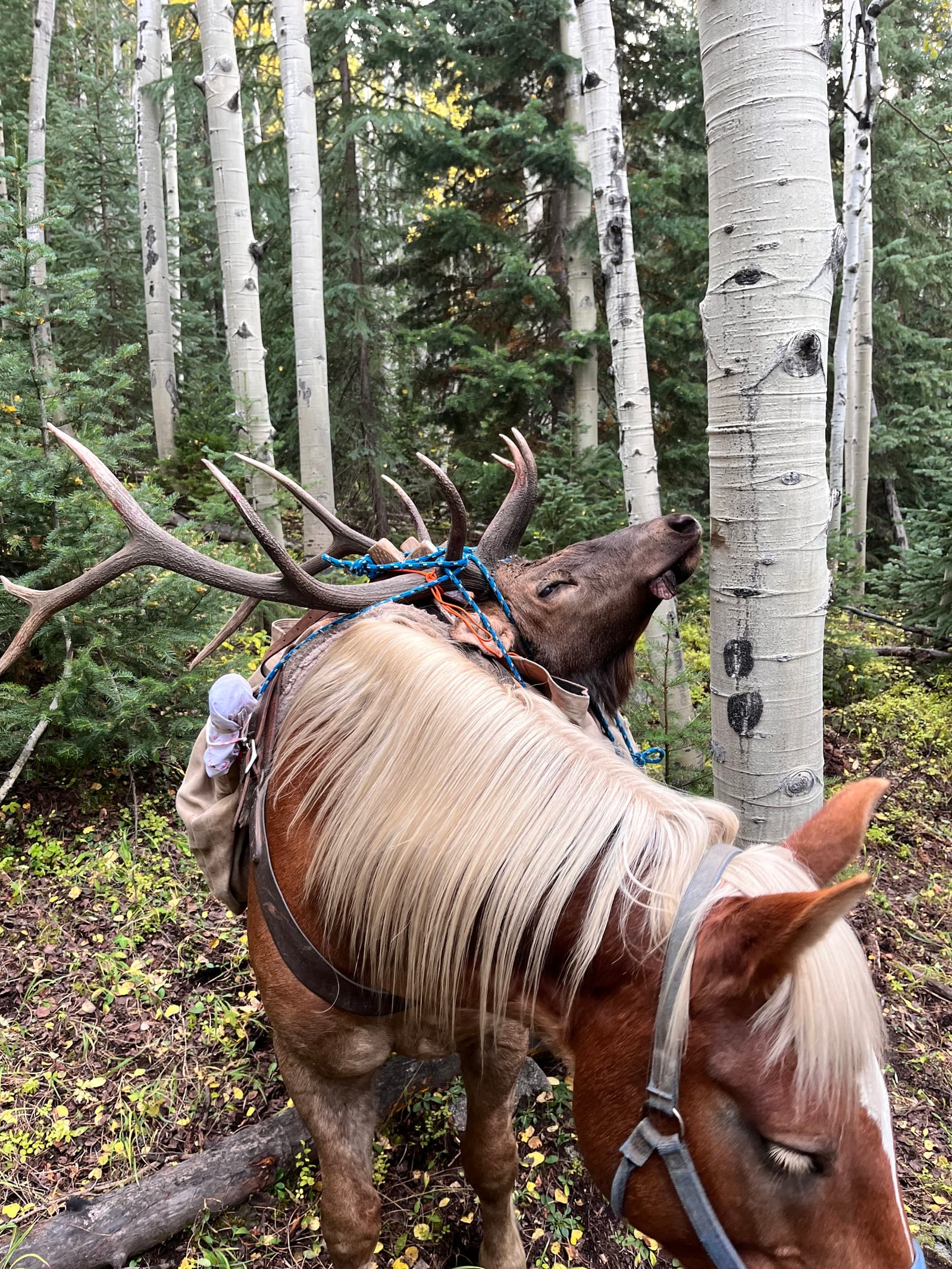 drop camp bull elk pack horse, Old Time Outfitting, D&G Horses