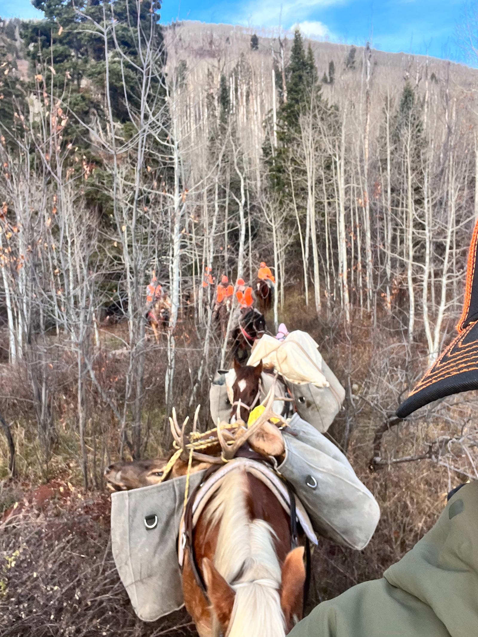 GMU 444 outfitter drop camps, Old Time Outfitting D&G Horses