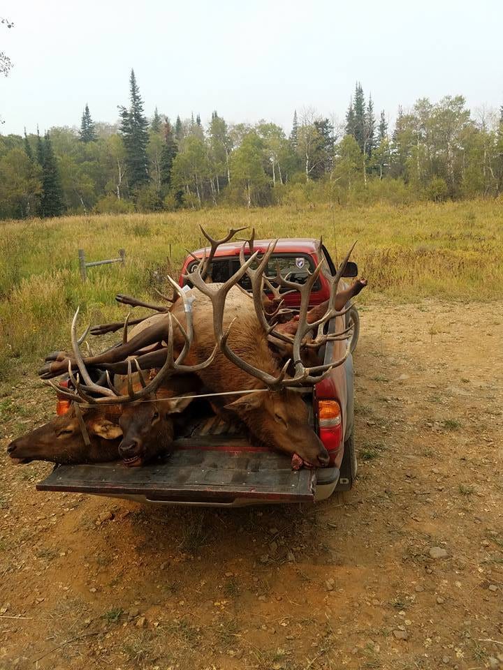 Elk in back of truck in a meadow