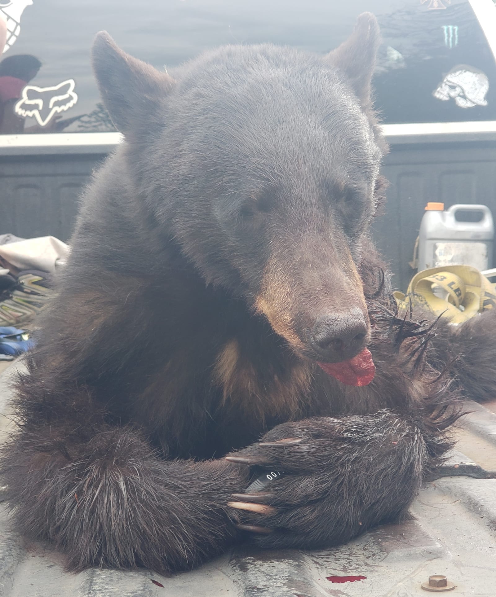 A harvested black bear is shown lying in the back of a truck.