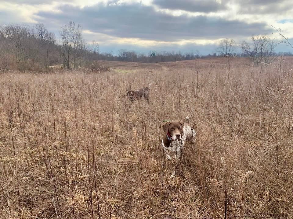 Two hunting dogs stand in a field of tall, dry grass under a cloudy sky.