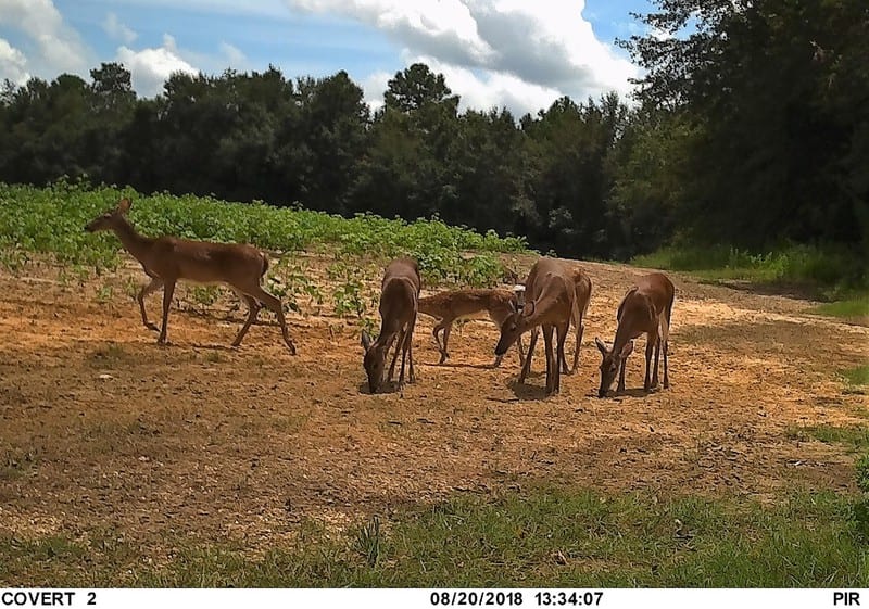 Multiple whitetail deer are in a field with trees in the background.