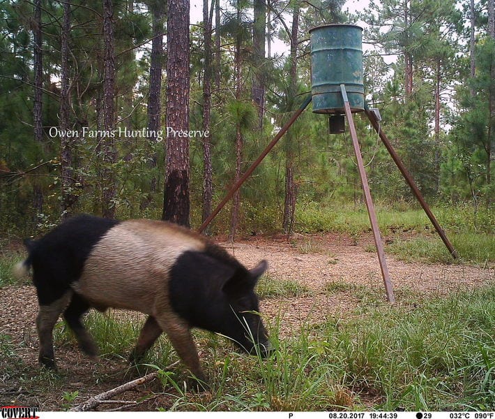 A wild boar is seen foraging near a feeder in a wooded area.
