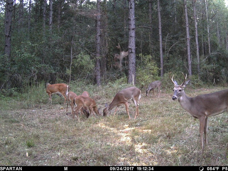 Multiple whitetail deer are in a wooded area.