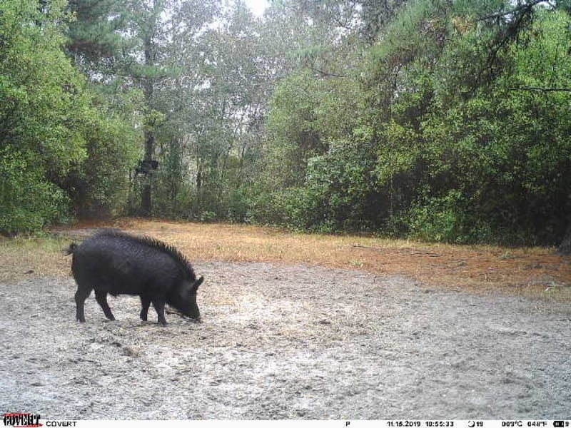 A wild boar forages in a clearing in a forest.
