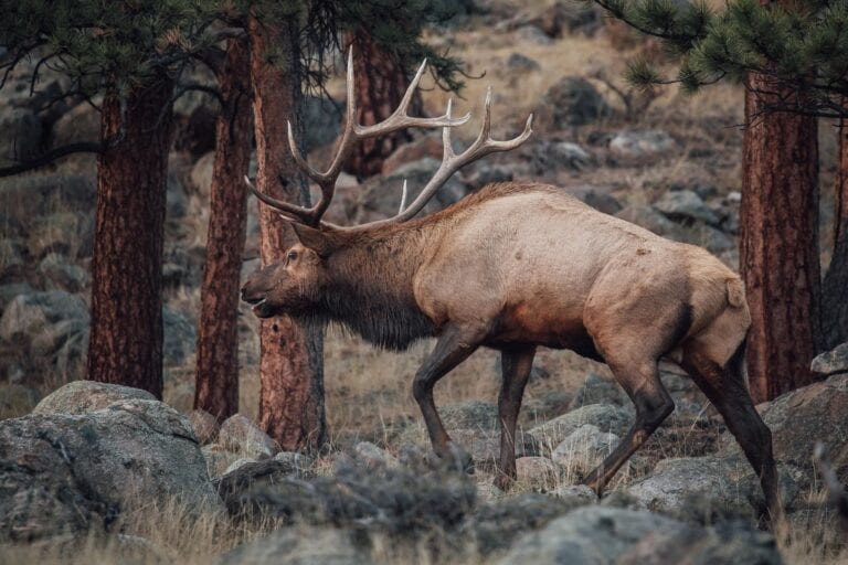 Elk in forest