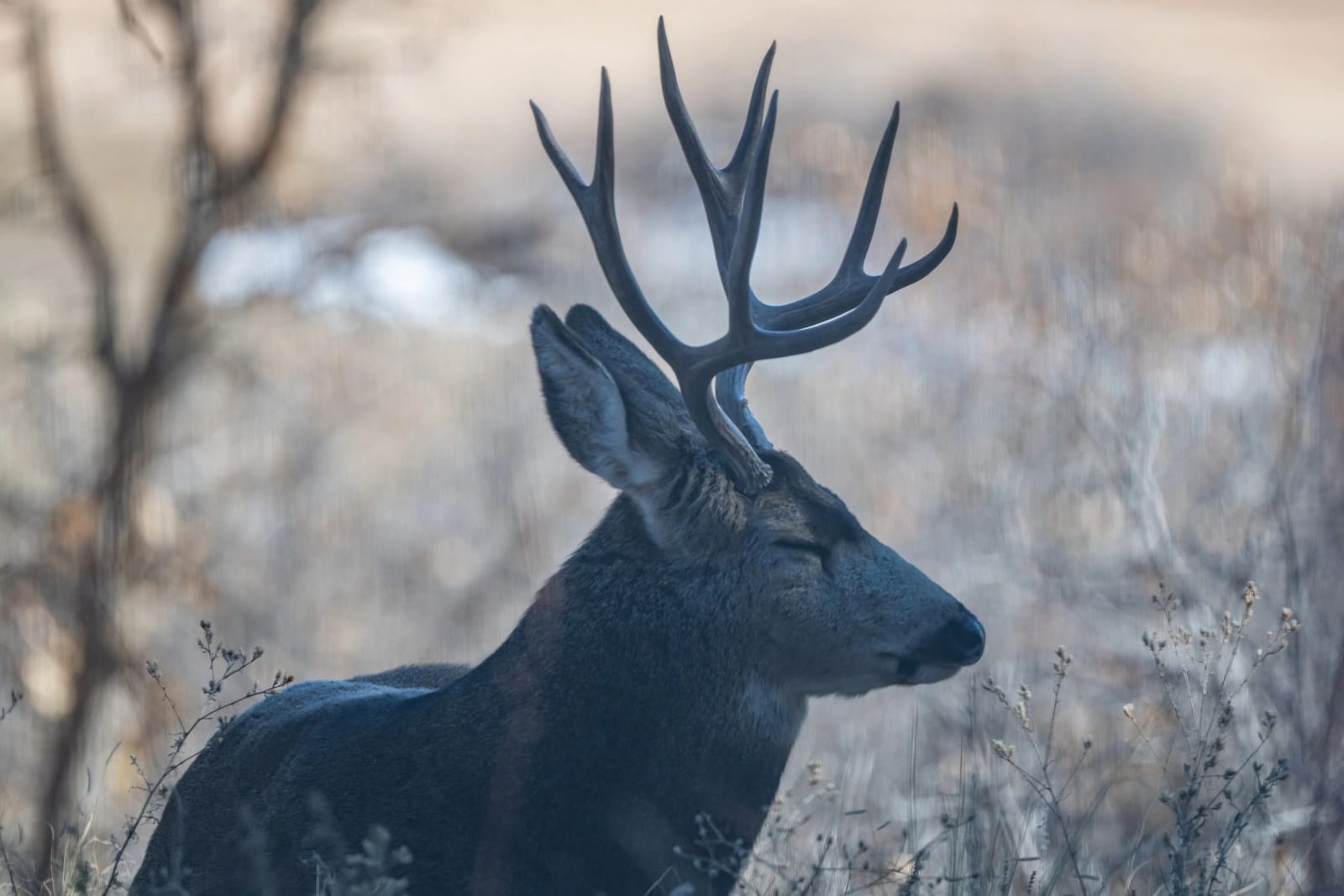 mule deer hunting Colorado outdoors