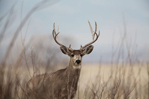 A mule deer buck stands in tall grass with a light sky in the background.