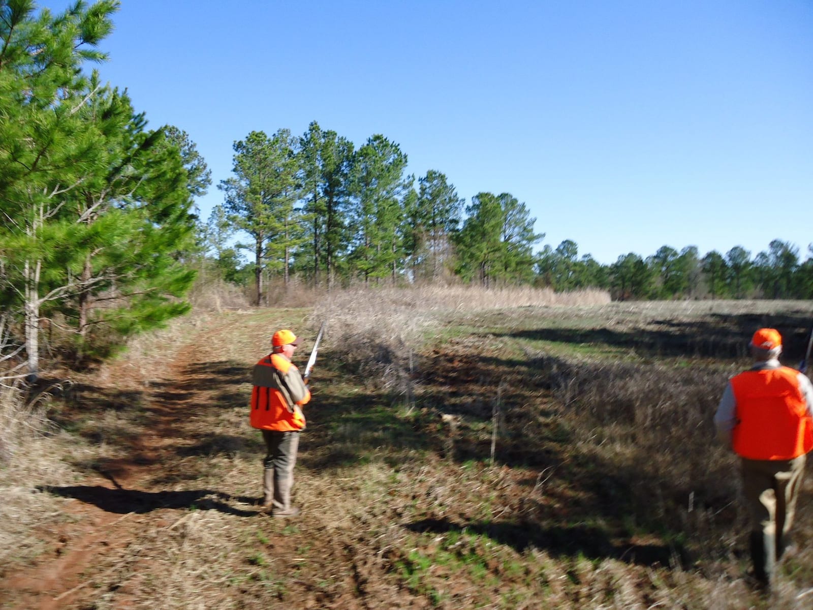 Two hunters in orange vests walk through a field with trees in the background.