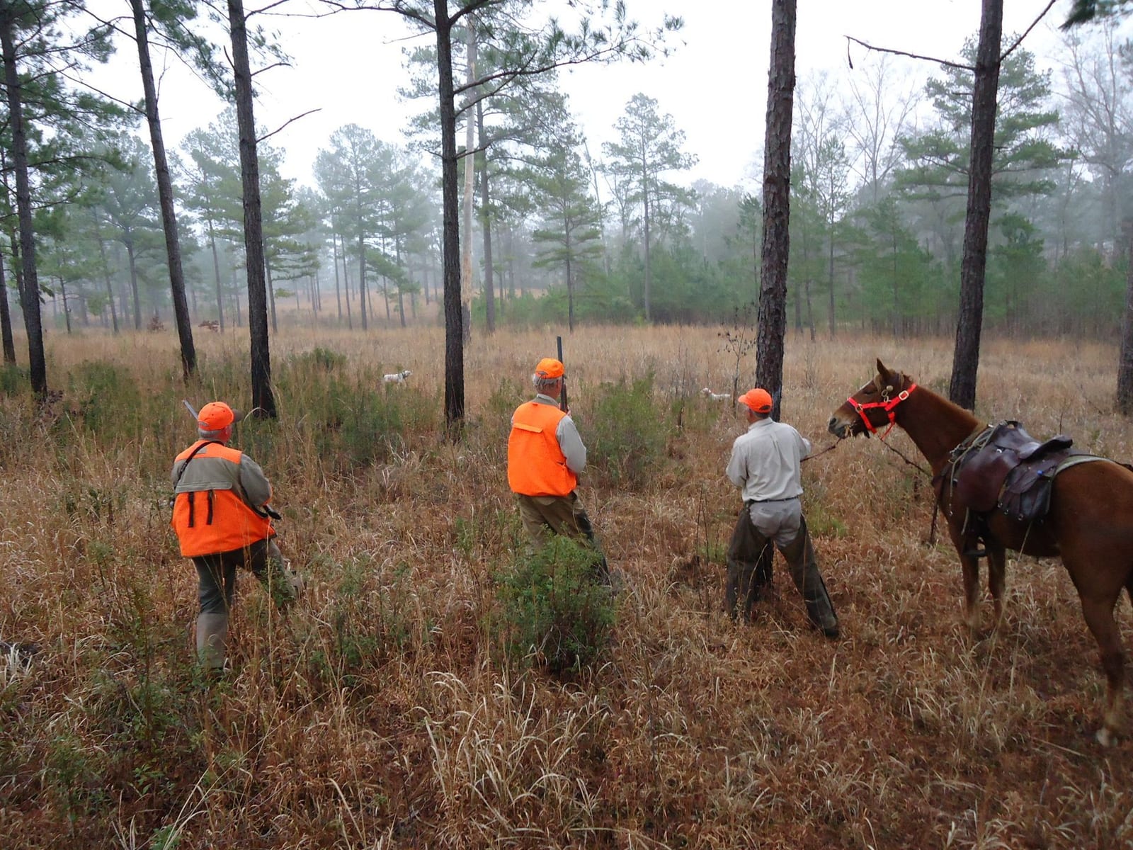 Hunters in orange vests with a horse and dogs in a wooded field.