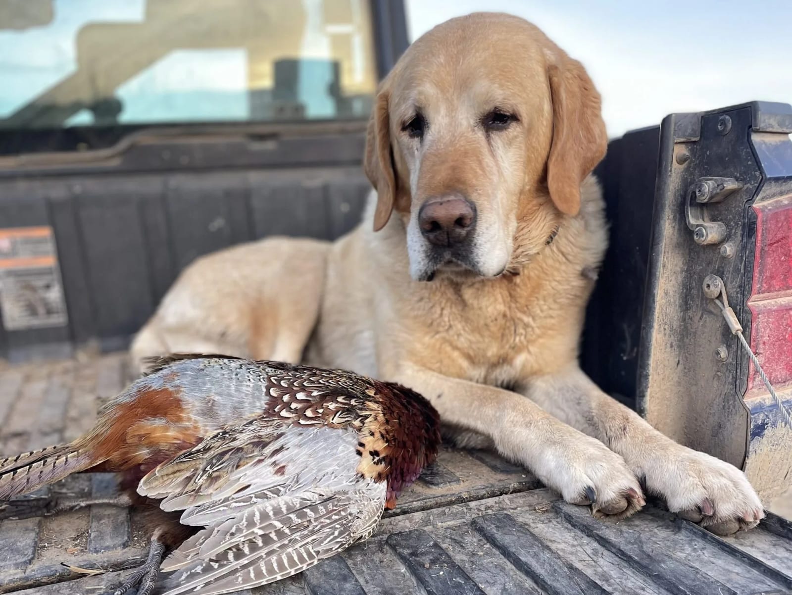 A yellow Labrador Retriever lies in the back of a truck next to a harvested ring-necked pheasant.
