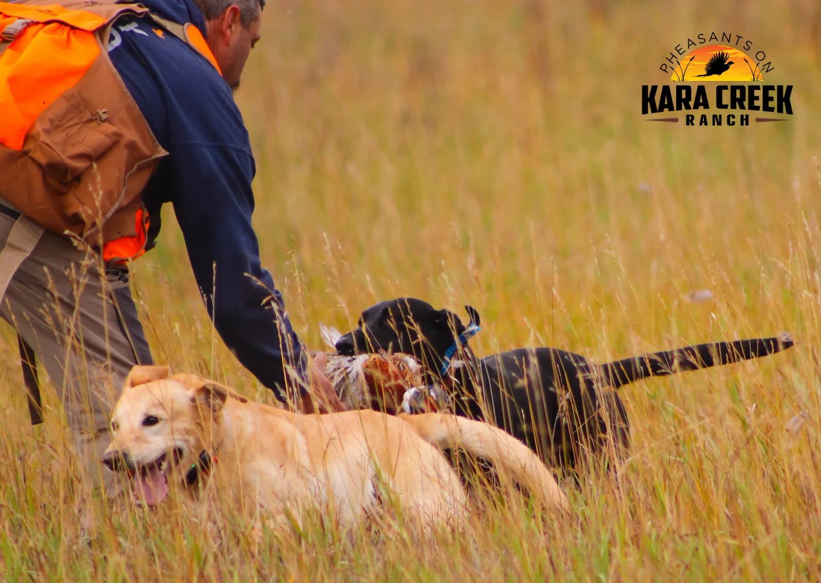 A person in an orange vest interacts with three hunting dogs in a grassy field.