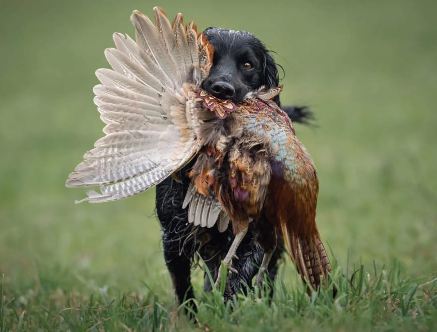 A black dog retrieves a harvested ring-necked pheasant in a grassy field.