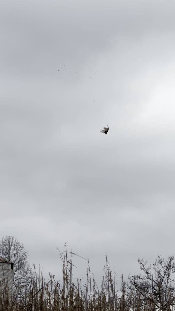 A bird flies in a cloudy sky above dry vegetation and a building.