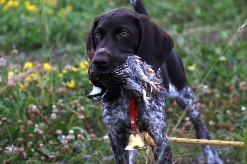 German Shorthair Pointer with BobWhite Quail