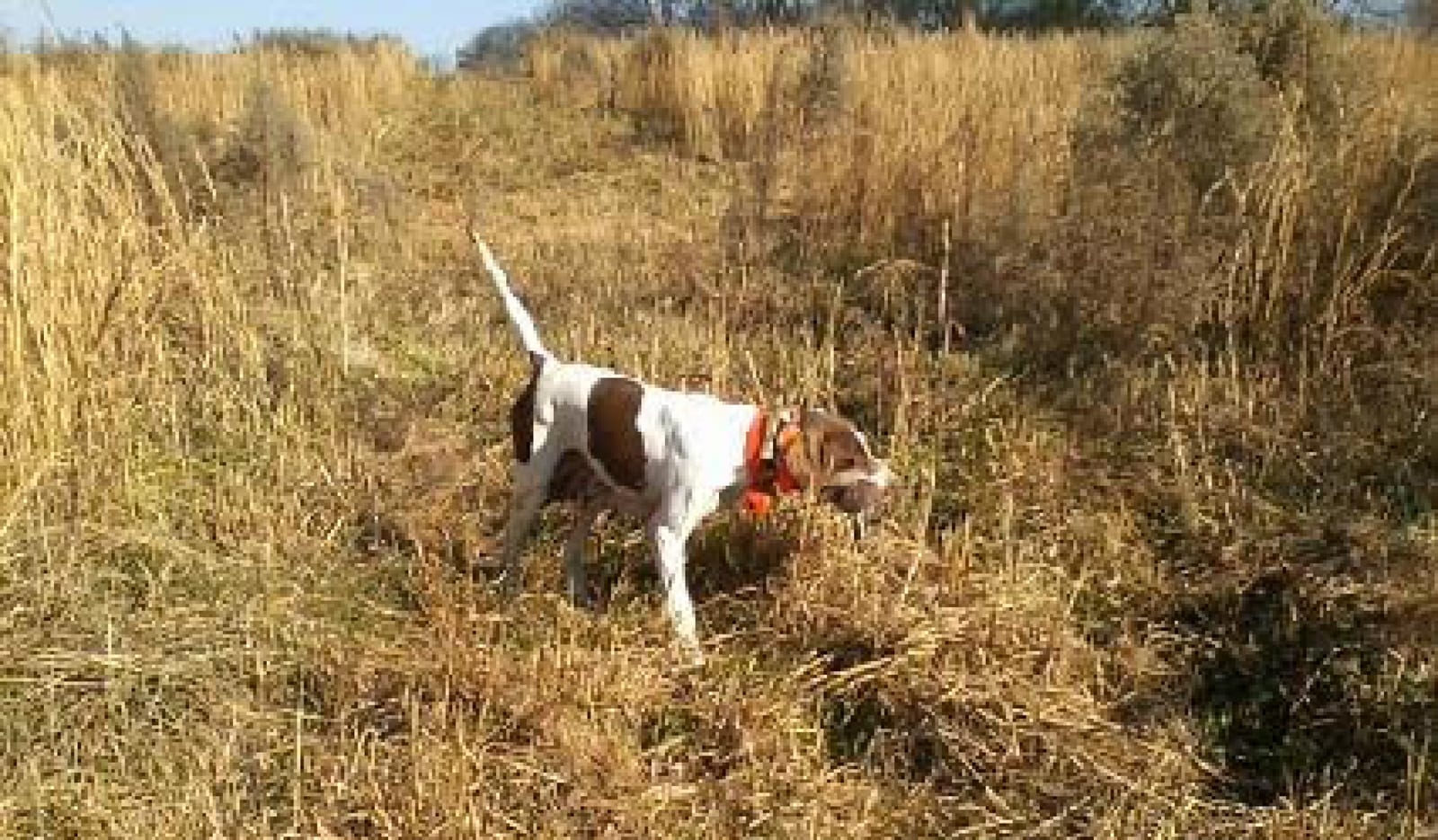 A brown and white hunting dog holds a northern bobwhite quail in a field of tall grass.