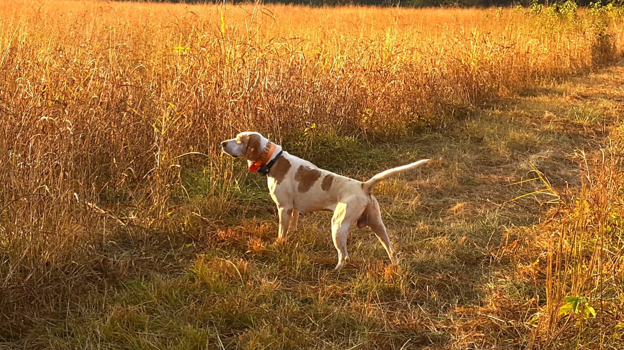 A hunting dog points in a golden field.