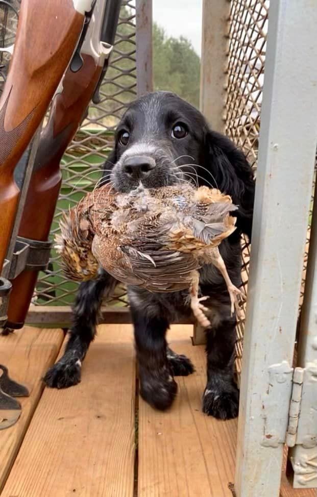 A black and white hunting dog holds a harvested northern bobwhite quail in its mouth, with a rifle visible in the background.