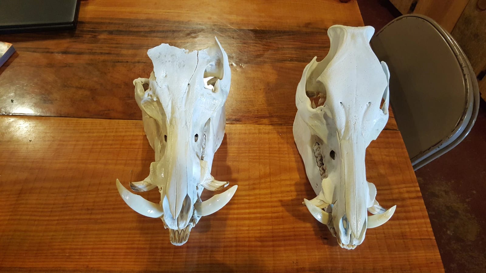 Two wild boar skulls with tusks on a wooden table.