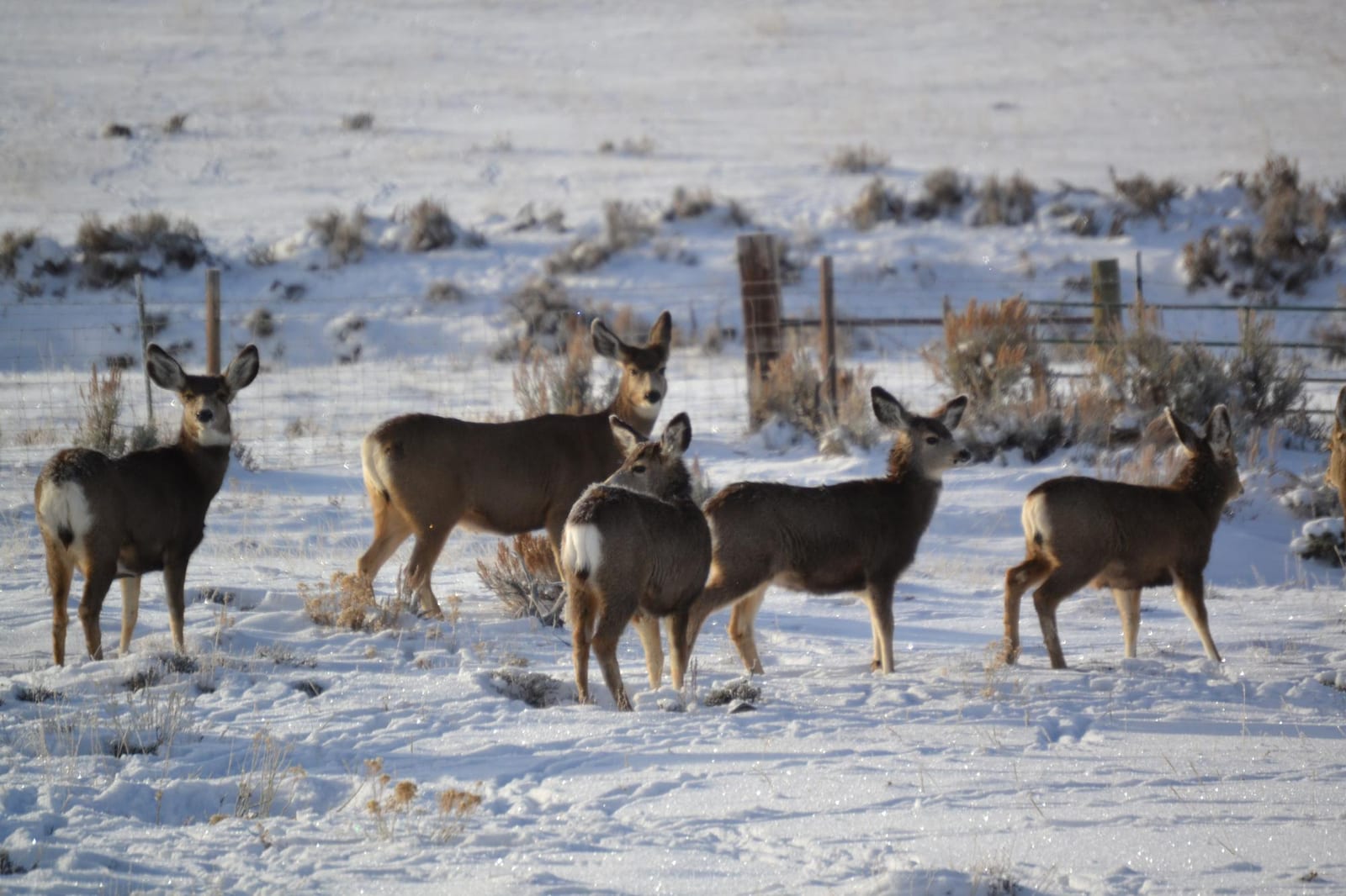 A group of mule deer stands in a snowy field.
