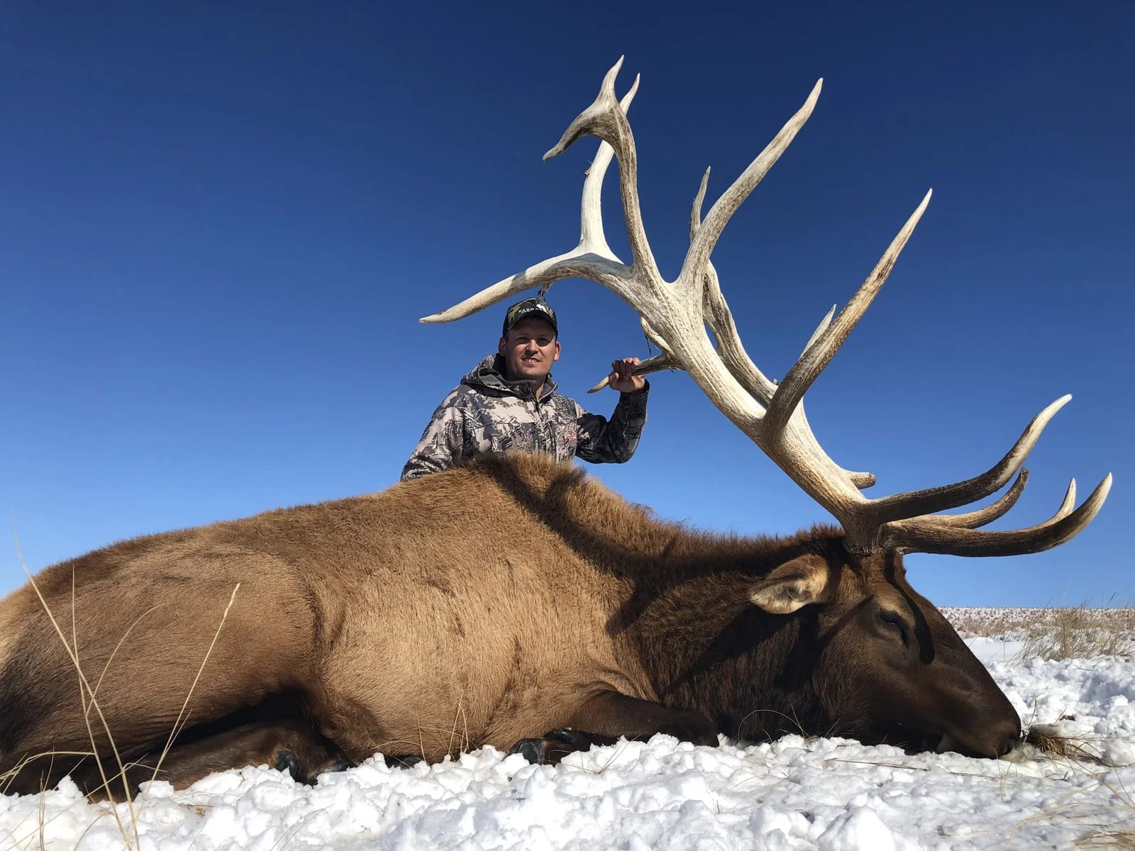 A hunter poses with a harvested elk in a snowy field under a clear blue sky.