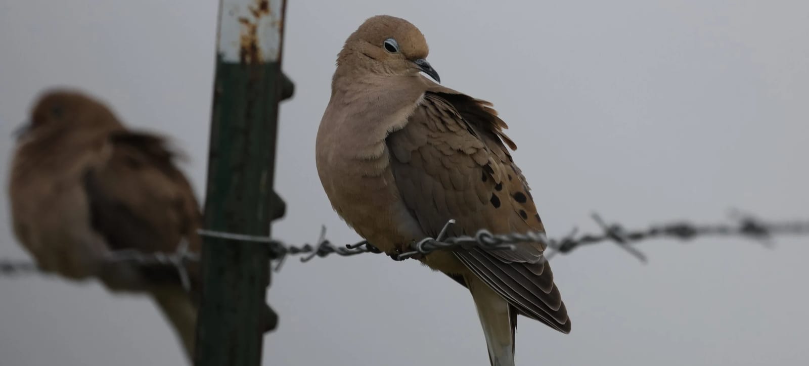 A brown bird with dark spots on its wings perched on a barbed wire fence, with a blurred second bird nearby and a gray sky in the background.