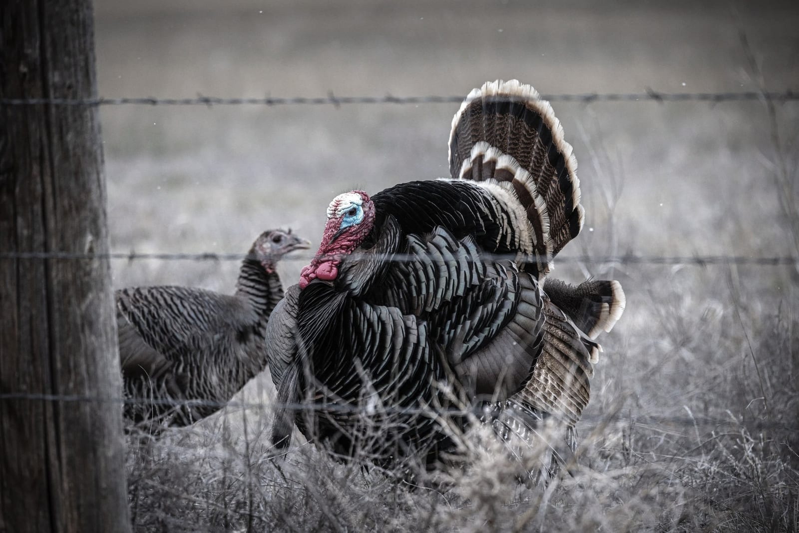 A male turkey with fanned tail feathers standing near two hens in a fenced outdoor area.