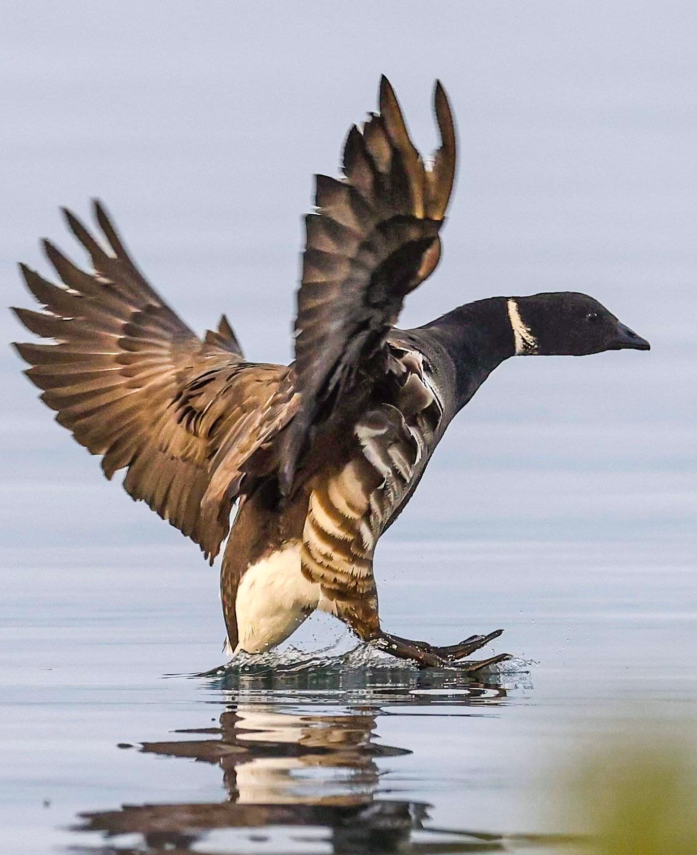 A bird with black and white markings, possibly a loon, landing on calm water with wings spread wide.