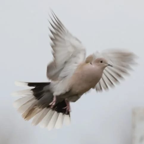 A dove in mid-flight with wings spread wide against a plain background.