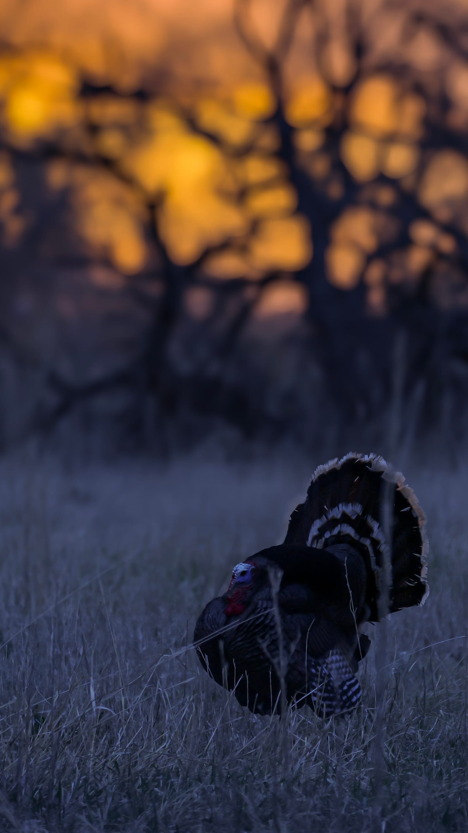 A wild turkey standing in tall grass at dusk with blurry trees in the background.