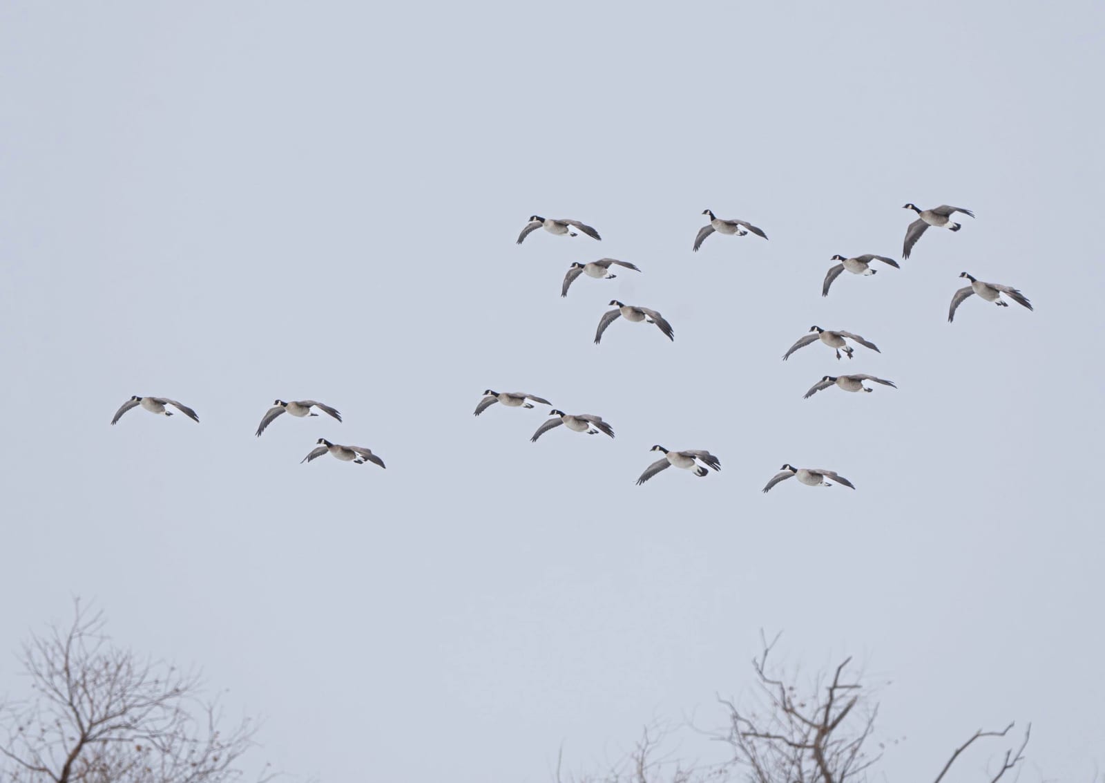 A flock of Canada geese flying against a pale sky with leafless trees at the bottom.