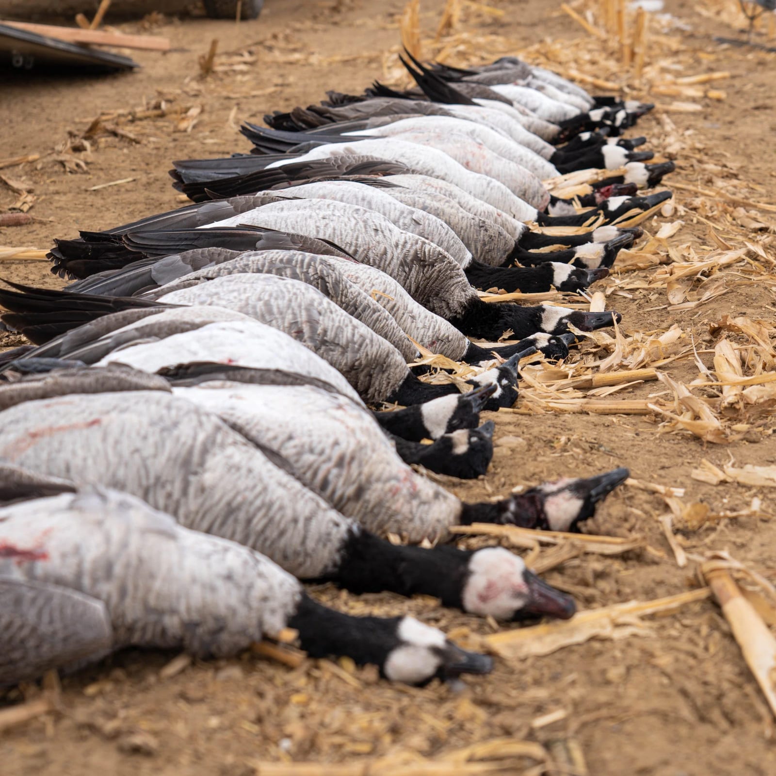 A pile of geese lying on the ground, surrounded by straw and dirt.